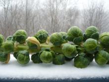 Brussels Sprouts on Stalk