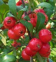 Mayhaw Berries