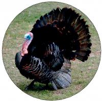 thanksgving turkey