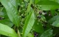 allspice plant