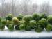 Brussels Sprouts on Stalk